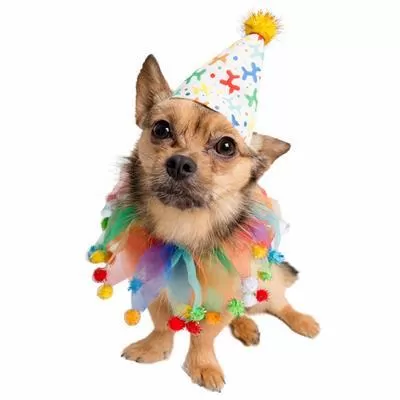 Celebration/Birthday Hat & Collar Set for Dogs