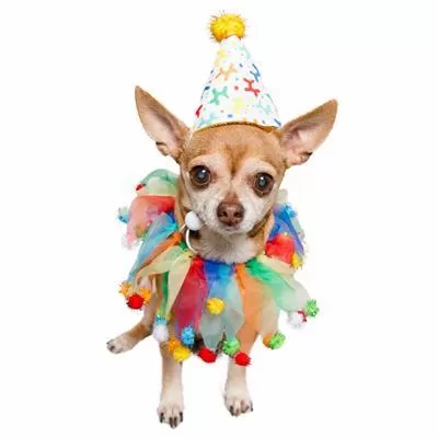 Celebration/Birthday Hat & Collar Set for Dogs