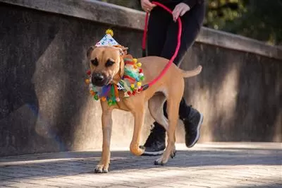 Celebration/Birthday Hat & Collar Set for Dogs