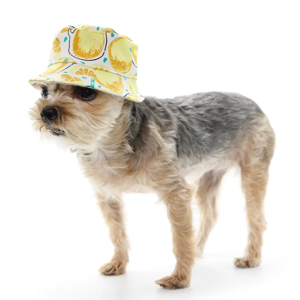 Lemonade Bucket Dog Hat