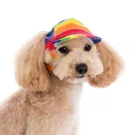 Rainbow Dog Hat