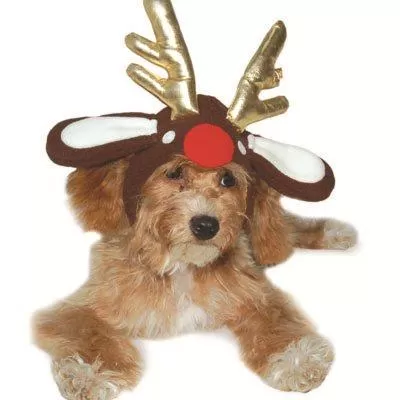 Rudolph Reindeer Dog Hat