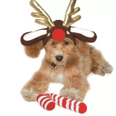 Rudolph Reindeer Dog Hat