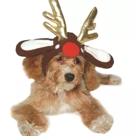 Rudolph Reindeer Dog Hat